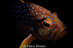 Panasonic GF1, Macro Leica 45mm, 10bar housing, YS120
 by Fabio Strazzi 